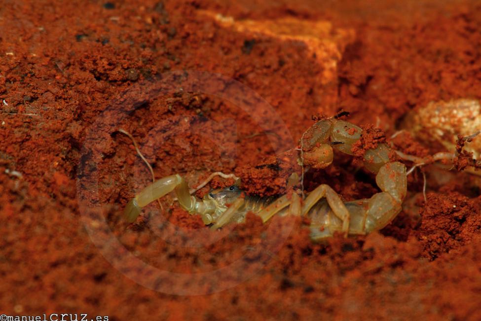 Escorpión amarillo (Buthus occitanus)